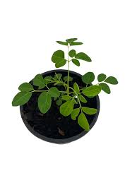 Moringa Tree Live Plant – 6-10 Inch Tall – 2 Plants in 4 Inch Pot – Outdoor