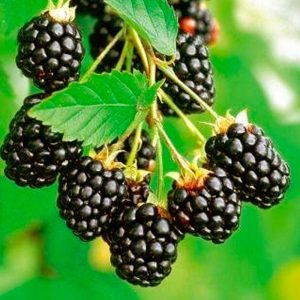 Navaho Thornless Blackberry Live Plants, 2-Pack, 4-6" Tall, Cold Hardy