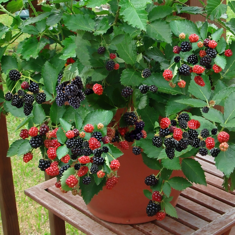 Navaho Thornless Blackberry Live Plants, 2-Pack, 4-6" Tall, Cold Hardy - Image 3