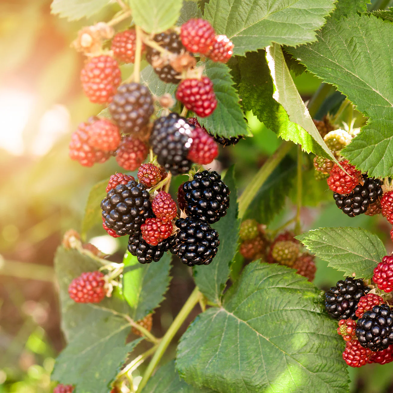 Navaho Thornless Blackberry Live Plants, 2-Pack, 4-6" Tall, Cold Hardy - Image 4