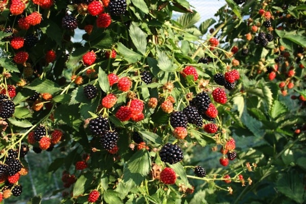 Navaho Thornless Blackberry Live Plants, 2-Pack, 4-6" Tall, Cold Hardy - Image 5