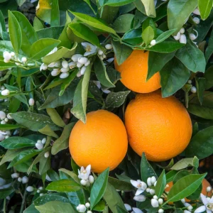 Navel Orange Tree Live Plant 3-4 Ft Tall in 5-Gallon Pot, Sweet Citrus Fruit Tree Outdoor