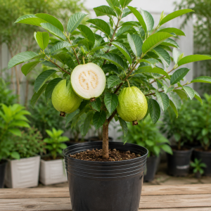 Guava Tree Live Plant - 4-Inch Pot, Sweet White Tropical Fruit, Outdoor & Container