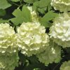 Old Fashion Snowball Viburnum Bush Live Plant - 4 Inch Potted Shrub - Outdoor