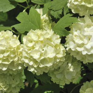 Old Fashion Snowball Viburnum Bush Live Plant - 4 Inch Potted Shrub - Outdoor