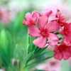 Set of 3 Pink Oleander Live Plants, Fragrant Flower Bushes, 4-7 inches Tall