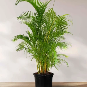 Red Palm Tree Live Plant – Fully Rooted 3 Gallon Pot – Tropical Indoor/Outdoor