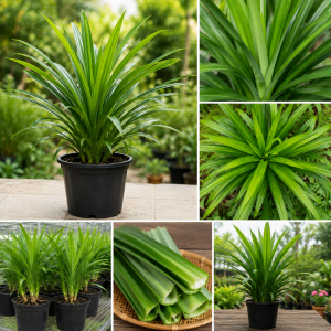 Pandan Live Plant for Garden, Rooted, 4-6 Inches Tall, Full Sun