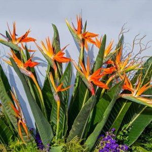 Orange Bird of Paradise Live Plant, Set of 2, 4-6 Inch, Outdoor Tropical