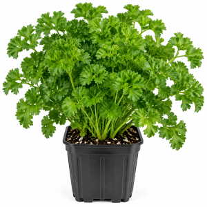 Parsley Live Plant - 4 Inches Tall Potted Herb for Indoor/Outdoor Garden