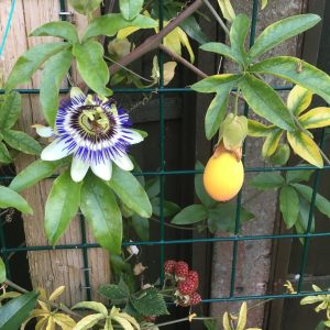 Alternative view of Mixed Passion Flower Live Plant Set – 2 Hardy Passiflora Vines, 4-8" Tall, Outdoor Garden or Trellis