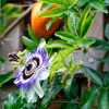 Mixed Passion Flower Live Plant Set – 2 Hardy Passiflora Vines, 4-8" Tall, Outdoor Garden or Trellis