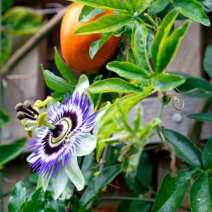 Mixed Passion Flower Live Plant Set – 2 Hardy Passiflora Vines, 4-8" Tall, Outdoor Garden or Trellis