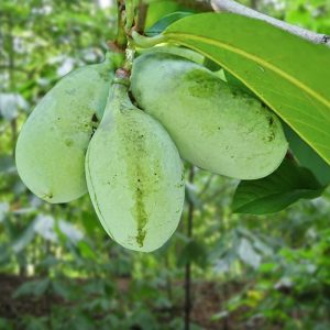 Paw Paw Tree Live Plant, 6-12 inches Tall, Cold Hardy Asimina Triloba