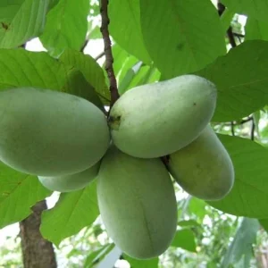 Set of 2 Pawpaw Tree Live Plant Bare Roots, Hardy, 6-12 Inches Tall, Zones 5-9