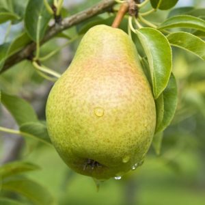 Live Pear Tree - 10 Inches Tall Hardy Fruit Tree for Outdoor Planting