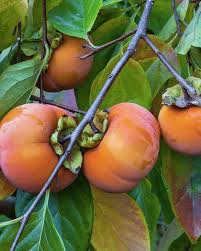 Live Persimmon Tree - 1 Ft Tall Hardy Fruit Tree for Outdoor Planting