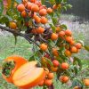 4 American Persimmon Trees Live Plants 12-24" Bare Root Dormant Cold Hardy Outdoor