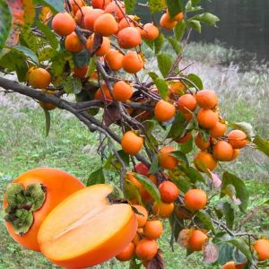 4 American Persimmon Trees Live Plants 12-24" Bare Root Dormant Cold Hardy Outdoor