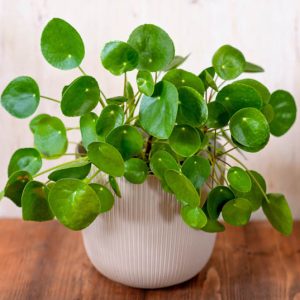 Pilea Peperomioides Live Plant - Chinese Money Plant, 5-7 Inches Tall, Houseplant