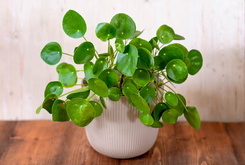 Pilea Peperomioides Live Plant - Money Plant, 5-7 Inch Height, Indoor/Outdoor Houseplant