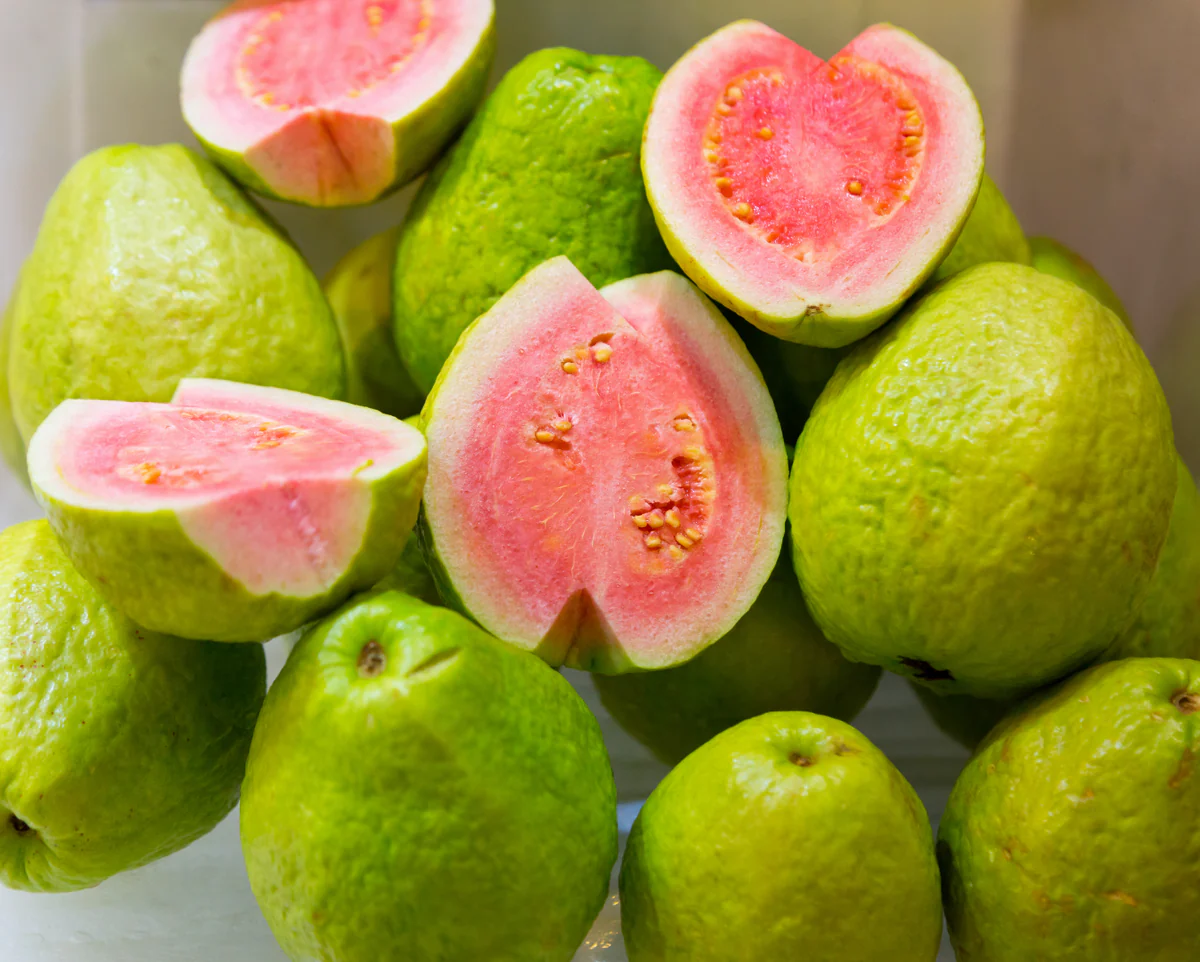 Pink Guava Tree Live Plant Starter - 7-12" Tall Tropical Fruit