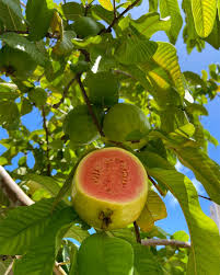 Pink Guava Tree Live Plant Starter - 7-12" Tall Tropical Fruit - Image 3