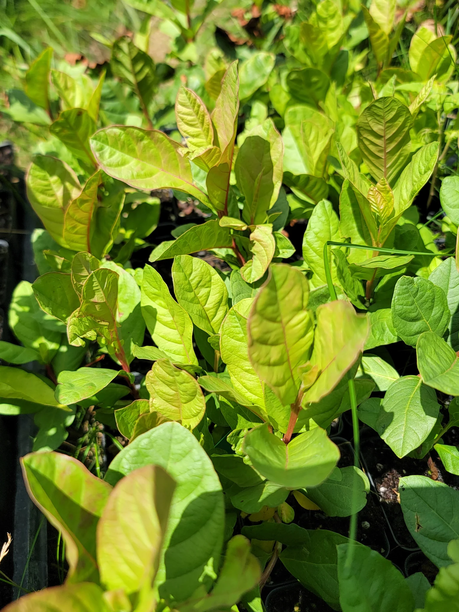 Pink Guava Tree Live Plant Starter - 7-12" Tall Tropical Fruit - Image 4