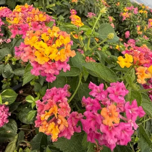 4 Lantana Live Plants, Pink Yellow, 4-7 Inches Tall, Hardy Annual Flower Plant