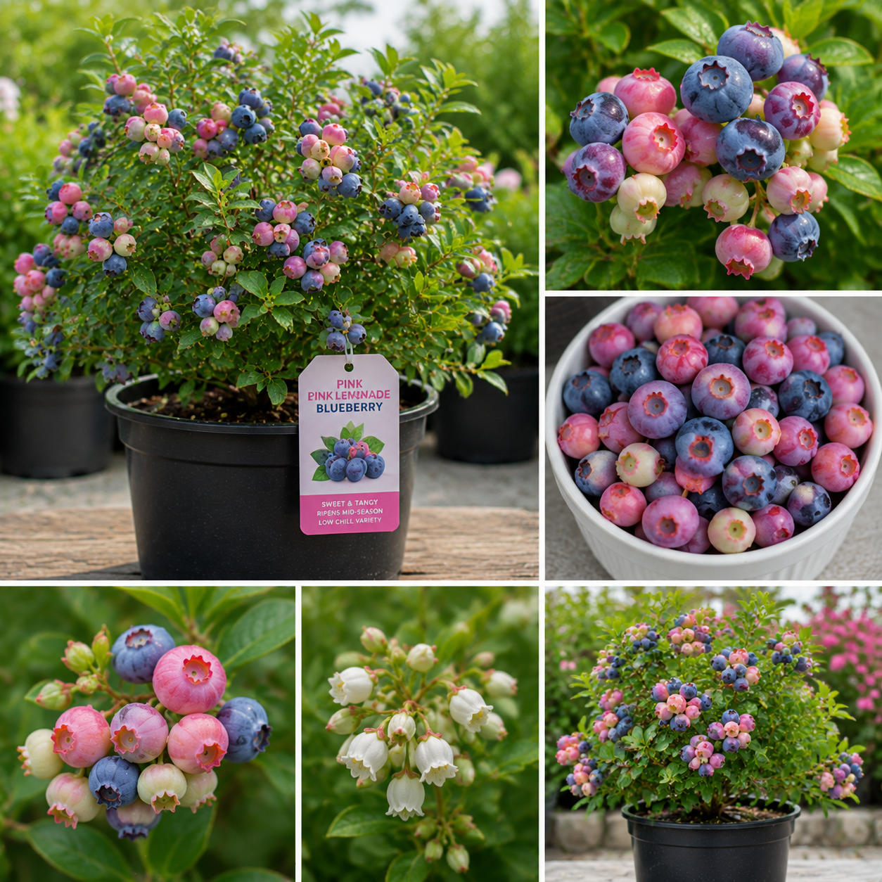 Pink Lemonade Blueberry Live Plant - 4-8 Inch Starter Bush for Garden or Patio