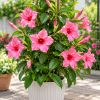 Pink Mandevilla Live Plants Vine, Set of 2, Full Sun, Zone 6-10