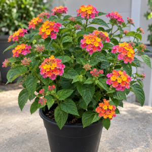 4 Lantana Live Plants, Pink Orange Yellow, 4-7 Inches Tall, Hardy Annual Flower, Outdoor