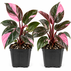 2 Pink Princess Philodendron Live Plant 5-9" Tall - Rare Indoor Houseplant