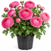 30 Pink Ranunculus Bulbs for Fall Planting - Vibrant Spring Blooms