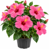 Pink  Tropical Hibiscus Live Plant, 5-7 Inch Tall, Zones 10-12