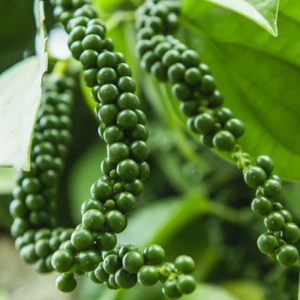 Piper Nigrum Live Plant - Black Pepper Vine, 4-8 Inches Long, Outdoor