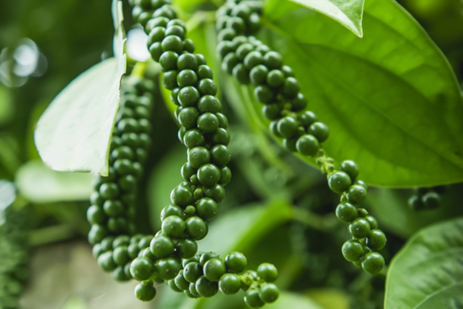 Piper Nigrum Live Plant - Black Pepper Vine, 4-8 Inches Long, Outdoor