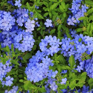 3 Blue Plumbago Live Plants, 4-7 Inches Tall, Tropical Flowering Shrub