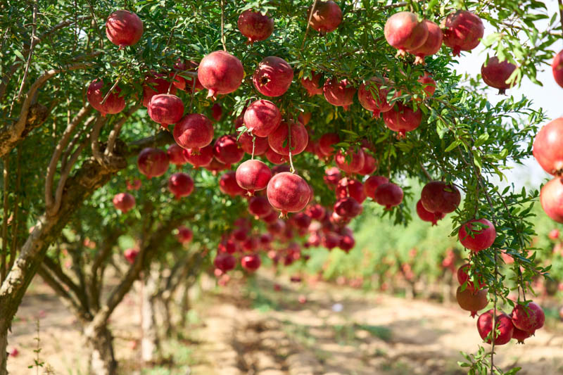 Wonderful Pomegranate Tree Live Plant - Cold Hardy Starter 4-8 Inch Sweet Fruit