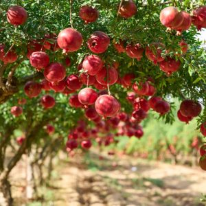 Wonderful Pomegranate Live Plant, Cold Hardy Fruit Tree, 4-7 Inches Long