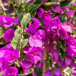 Set of 2 Purple Bougainvillea Live Plants, Tropical Flowering Perennial, 5-8 Inches Tall, Indoor/Outdoor