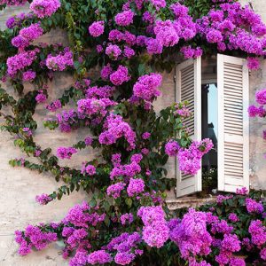 3 Orange Bougainvillea Live Plants – 4-8” Tall Tropical Climbing Vines