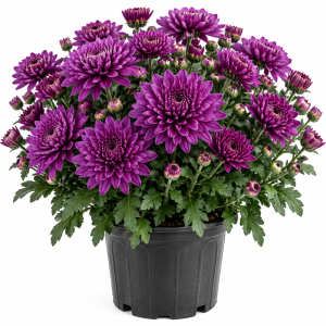 Purple Chrysanthemum Live Plants – 2-Pack, 4-6 Inches Tall – Garden & Patio Mums