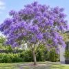 Purple Jacaranda Tree Live Plant - Jacaranda Mimosifolia - 7-12 Inch Tall - Outdoor