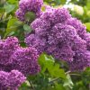 Purple Lilac Live Plant, Hardy Shrub, 4 Inch Pot, Outdoor Flowering Bush