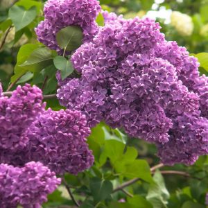 Purple Lilac Live Plant, Hardy Shrub, 4 Inch Pot, Outdoor Flowering Bush