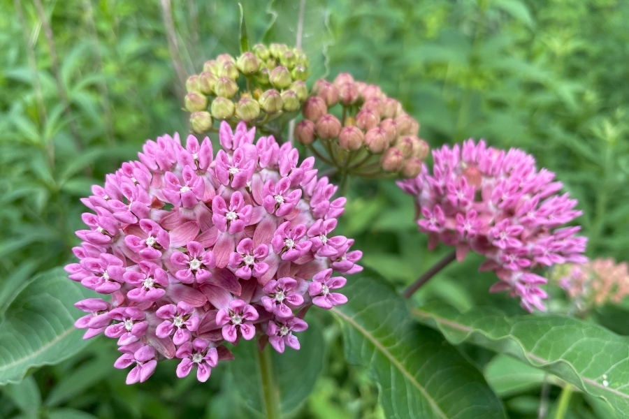 Set of 2 Purple Milkweed Live Plants, Asclepias Tuberosa, 5-8 Inch Tall, Perennial for Outdoor Planting