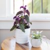2 Purple Passion Live Plants, Gynura Royal Velvet Houseplants, 4-8 inches tall