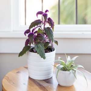 2 Purple Passion Live Plants, Gynura Royal Velvet Houseplants, 4-8 inches tall