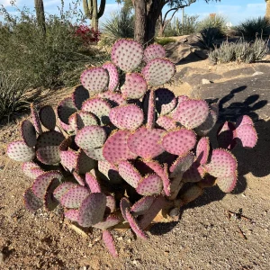 Purple Prickly Pear Cactus Live Plant – 6-8 Inches – Fully Rooted – Outdoor